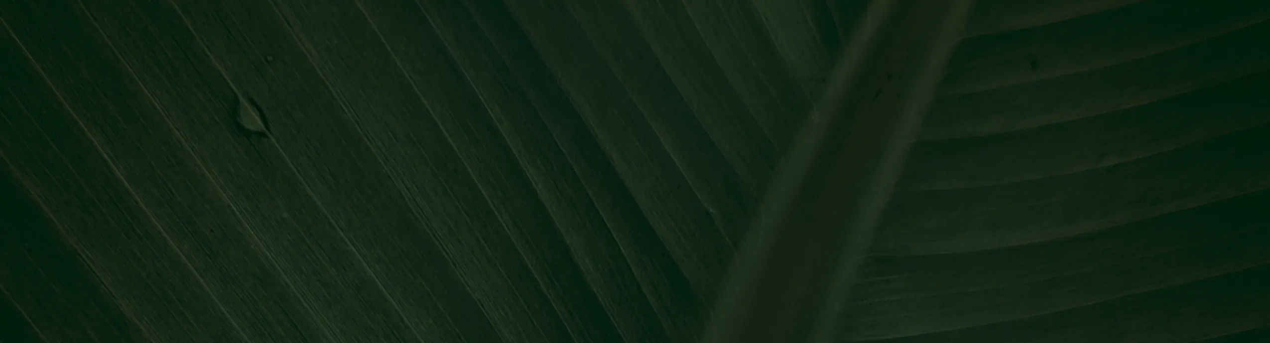 Chocolate Chip Shokupan